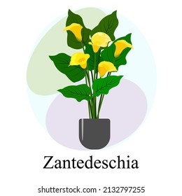 Flowering houseplant zantedeschia. Yellow calla zantedeschia