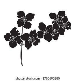 Flowering jasmine branches. Sketch.Hand drawn outline vector illustration, isolated floral element for design on white background.Silhouette.