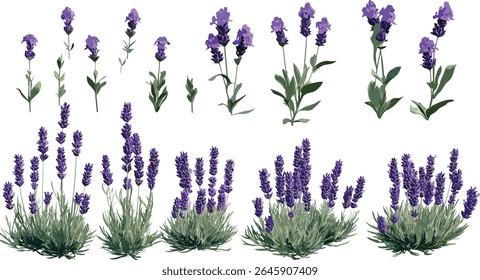 Floração Lavandula stoechas, lavanda espanhola, lavanda coberta, lavanda francesa, isolado, árvore de recorte, erva medicinal, flor de jardim, ilustração vetorial, design floral, vegetação natural.