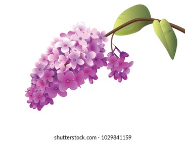 flowering lilac branch