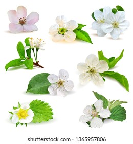 Flowering low poly. Flowering Trees. Flowering berries. Beautiful fragrant flower. Wonderful Flower. Elements for label design. Flower in triangulation technique. 
