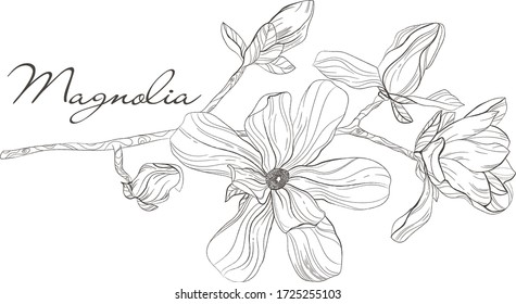 
flowering magnolia branch with hatching on a white background