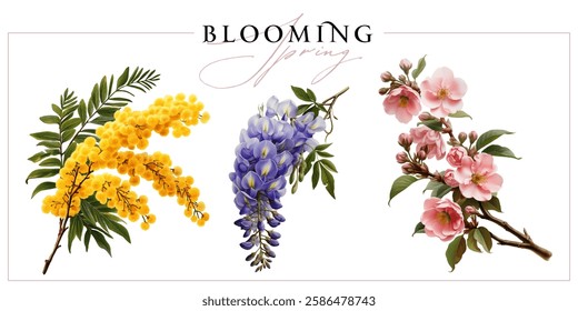 Flowering mimosa, wisteria and sakura branches isolated on a white background. Vintage painting style illustration.