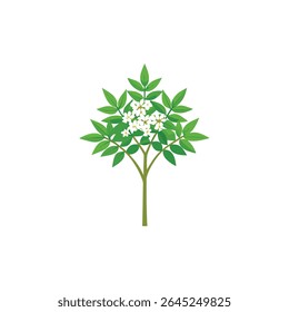 a flowering neem tree with clusters of tiny white