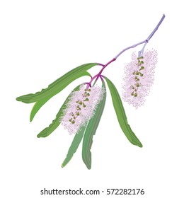 Flowering Paperbark Branches Vector Illustration