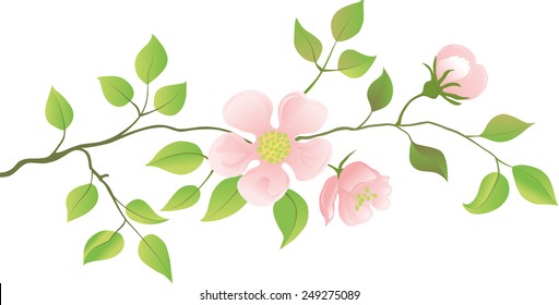 Flowering peach branches. Vector illustration.