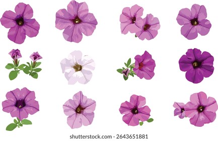 Floração Petúnia hibrida jardim petúnia recorte conjunto frontal isolado, arbusto ornamental vibrante, flores de paisagismo, ilustração vetorial realista.