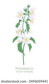 Flowering Philadelphus branch isolated on white background. Simple white flowers and green leaves of mock-orange or garden jasmine. Botanical vector flat illustration. 