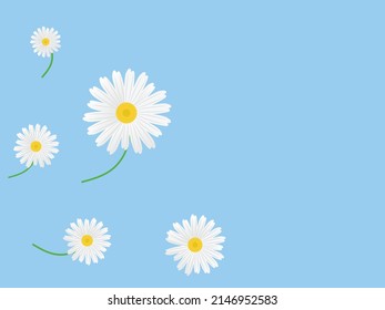 It is a flowering plant belonging to the family ASTERACEAE. It was first discovered in a district of Mexico. We often see daisies given to loved ones on various occasions.