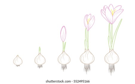 Flowering plant germination growth concept vector design illustration. Crocus evolution from corm bulb to flower. Detailed outline sketch vector design illustration. Purple, green, brown.