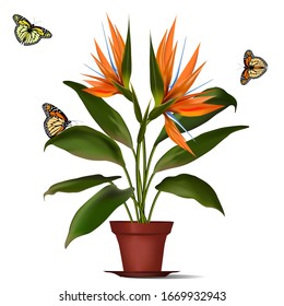 Flowering plant in a pot on a white background.Flowering potted plant and butterflies.