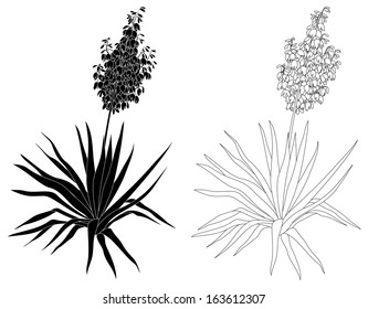 Flowering plant Yucca, black contours and silhouettes isolated on white background. Vector