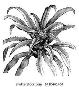 The flowering plants Karatas Scheremetiewi is commonly known as Bromeliads in family Bromeliaceae. Almost 3475 known species found in tropical Americas, vintage line drawing or engraving illustration.