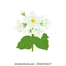 Flowering potato plant. Vector cartoon illustration of blooming potato isolated on white background. 