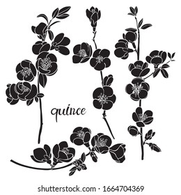 Flowering quince branches. Sketch.Hand drawn vector illustration, isolated floral elements for design on white background. Silhouettes.