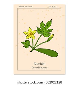 Flowering and ripe fruits of zucchini plant, vegetable garden. Hand drawn botanical vector illustration