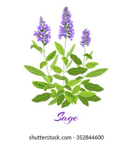 Flowering sage. Sage herb. Vector illustration