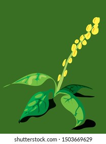 flowering shrub on a white background