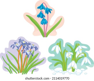 Flowering Snowdrop, Bluebell and Gagea, small wild flowers appearing in the early spring, set of vector cartoon illustrations isolated on a white background