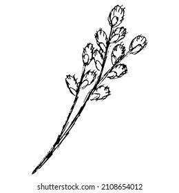 Flowering stalk of the willow with catkins. Hand-drawn black and white vector sketch isolated on transparent background