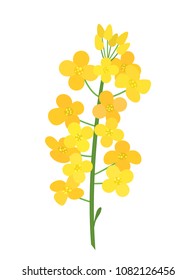 Flowering stalk of yellow rape flowers. Wild field grass. The concept of rapeseed oil or garden. flat vector illustration isolated on white background