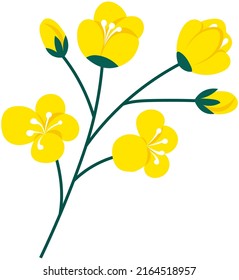 Flowering stalk of yellow rape flowers. Wild field grass. Concept of rapeseed oil or garden. Spring blossom element for card design. Delicate flowers with green leaves vector isolated on white