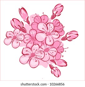 flowering tenderly pink cherry on white background