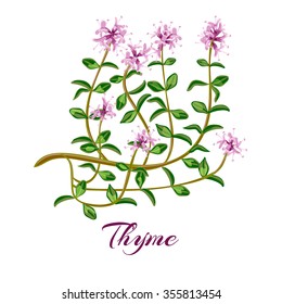 Flowering thyme. Thyme herb. Vector illustration