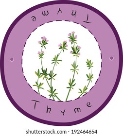 Flowering thyme. Thyme. Vector illustration