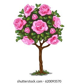 Flowering tree bonsai with pink flowers isolated on white background. Vector cartoon close-up illustration.