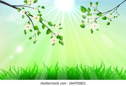 flowering tree branches natural spring background