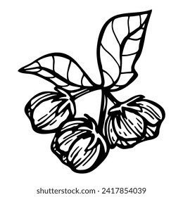 Flowering tree sketch. Branch with buds. Hand drawn graphics illustration.