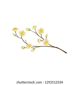Flowering twig of fruit tree. Pear branch with small flowers. Spring season. Detailed flat vector design