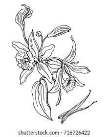 Flowering vanilla and her pods, outline vector illustration on a white background.
