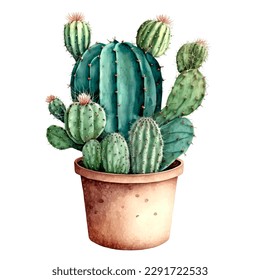 Cactus vectorial floreciente en una olla. Ilustración acuarela sobre blanco. Planta de cactus acuarela y planta suculenta en olla.