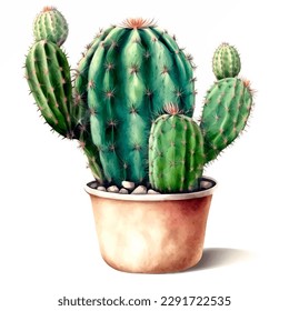 Flowering vector cactus in a pot. Watercolor illustration on white. Watercolor cactus plant and succulent plant in pot.