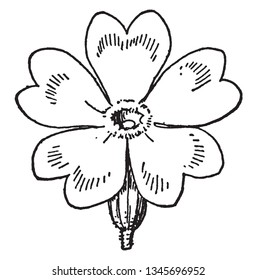 Flowering will be the first to come in the spring season in Europe. There are some delicate and thin hearts shaped petals, vintage line drawing or engraving illustration.