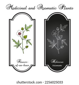 Flower-of-an-hour or bladder ketmia (Hibiscus trionum), ornamental and medicinal plant. Hand drawn botanical vector illustration