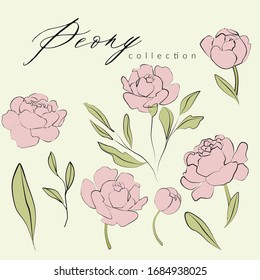  Flowerpink peones, green leaves. Flat design vector illustration. Wedding concept with flowers for greeting card or invitation
Vector elements of flowers, leaves for design and decoration of your ide