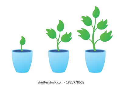 Flowerpot with houseplant sprout, small and big green plant in a pot isolated. Gardening, seedling growth stages flat vector illustration.
