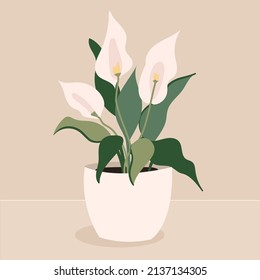 flowerpot spathiphyllum bright green leaves with white flowers, houseplant
