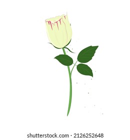 Flower.Rose.Vector illustration isolated on white background.For design garden and holiday cards, textile print.