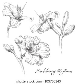 Lily Flowers Drawing High Res Stock Images Shutterstock