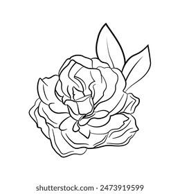 Flowers Abstract Outline Vector Drawing, Flowers Black Color Vector Line Art Design. Minimal Isolated Flowers Vector.