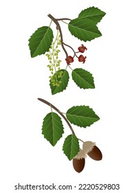 Flowers and acorns of a bark oak on a white background.