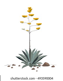 Flowers of the Agave Americana plant. Blue agave blossoming. Vector illustration