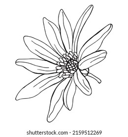 Flores de Anemone. Elementos botánicos aislados sobre fondo blanco. Las plantas se dibujan a mano a lápiz. Estilo vintage. Diseño para postales, ropa, logotipo, plantilla, impresión.