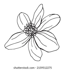 Blumen von Anemone. Botanische Elemente einzeln auf weißem Hintergrund. Pflanzen werden von Hand mit Bleistift gezeichnet. Vintage-Stil. Design für Postkarten, Kleidung, Logo, Vorlage, Druck.
