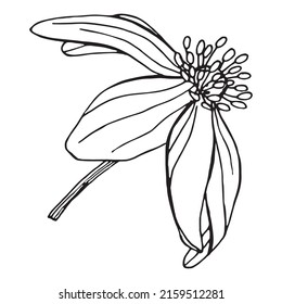 Flores de Anemone. Elementos botánicos aislados sobre fondo blanco. Las plantas se dibujan a mano a lápiz. Estilo vintage. Diseño para postales, ropa, logotipo, plantilla, impresión.