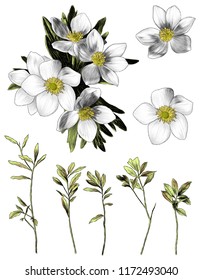 flowers anemone with leaves bouquet branch set of multiple elements sketch vector graphics color illustration on white background